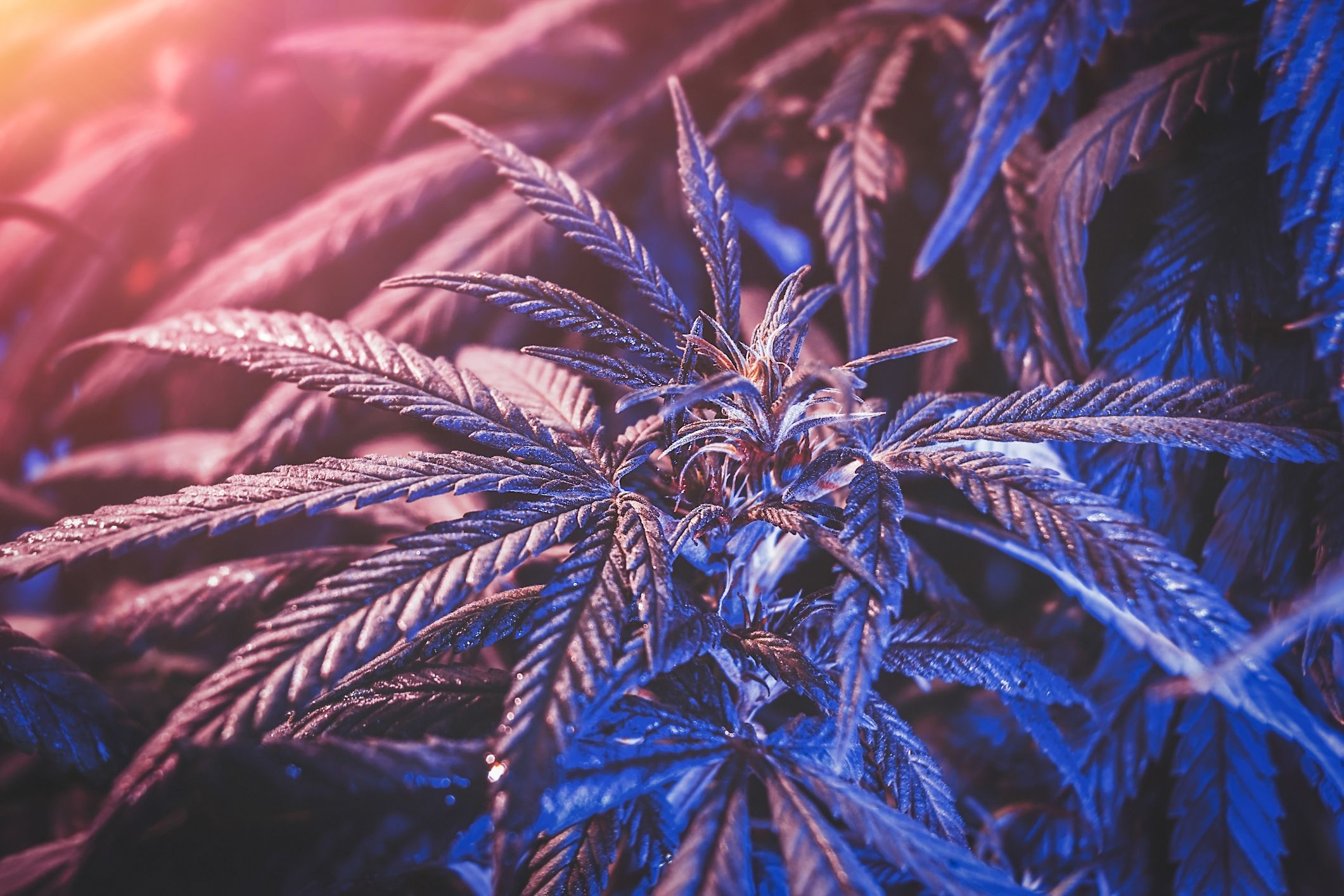 🌿 Silent Seeds × 420Geeks – Die neue Ära der Premium-Genetik