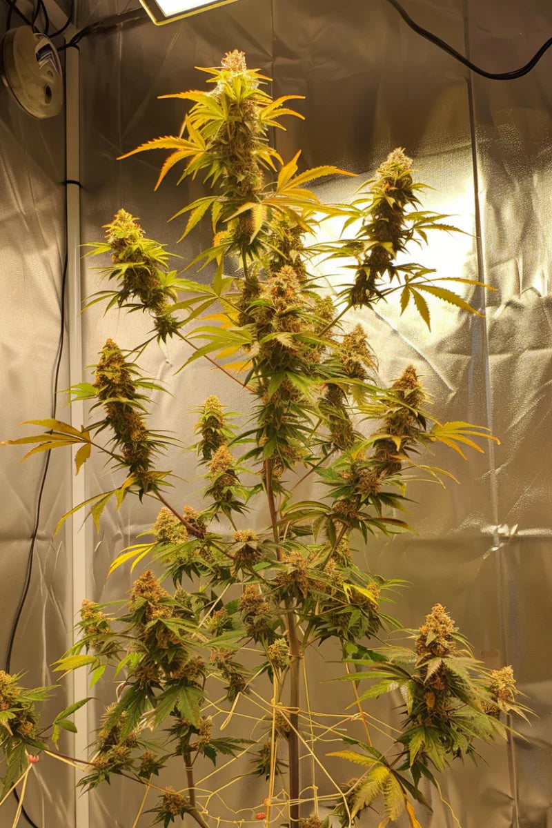 Der Seed of the Week mit 30% Rabatt