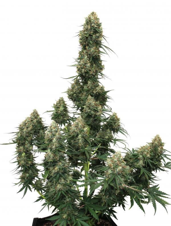 Der Seed of the Week mit 30% Rabatt