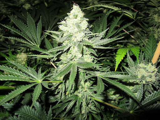 Der Seed of the Week mit 30% Rabatt