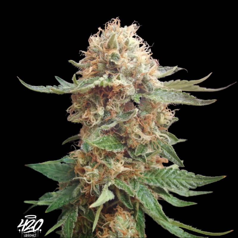 Der Seed der Woche - Zkittlez