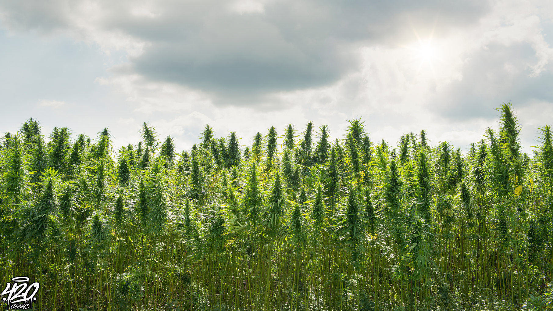 Die Outdoor Cannabis Saison 2025: Dein Guide für den perfekten Grow