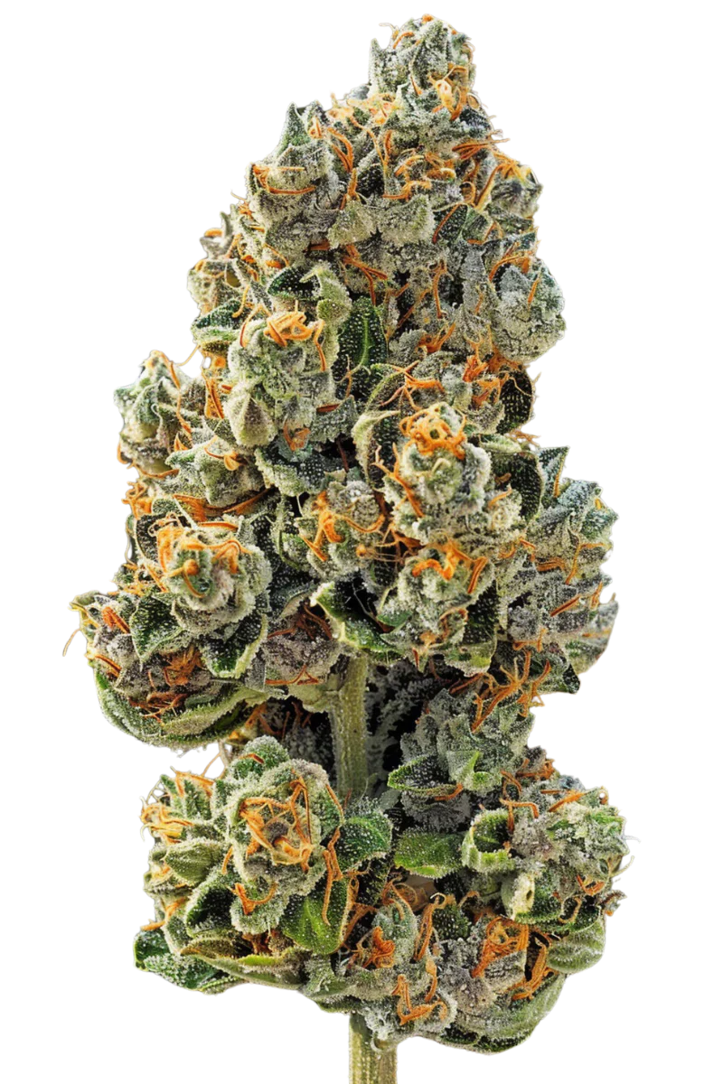 30% Rabatt auf Sunset Sherbet