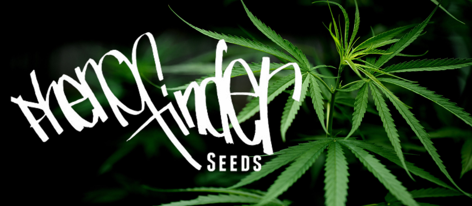 Pheno Finder Seeds