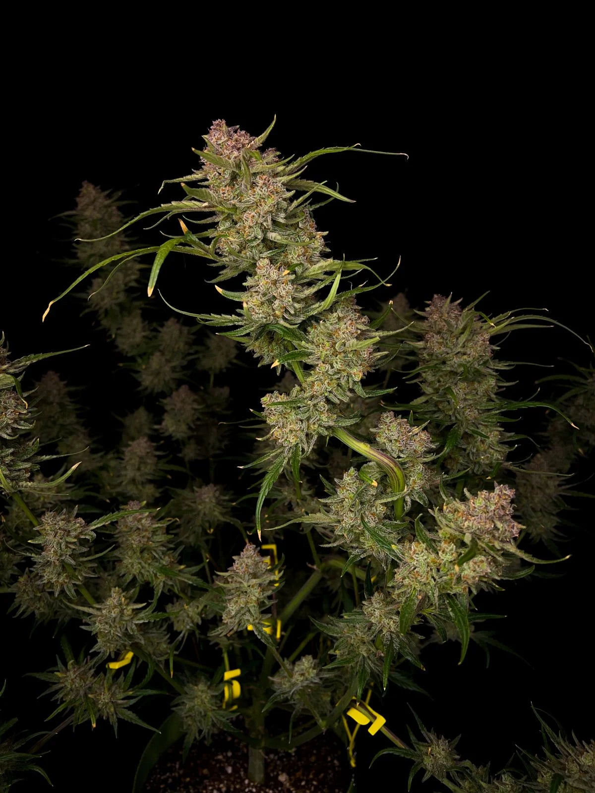 Guava Auto - 420GEEKS