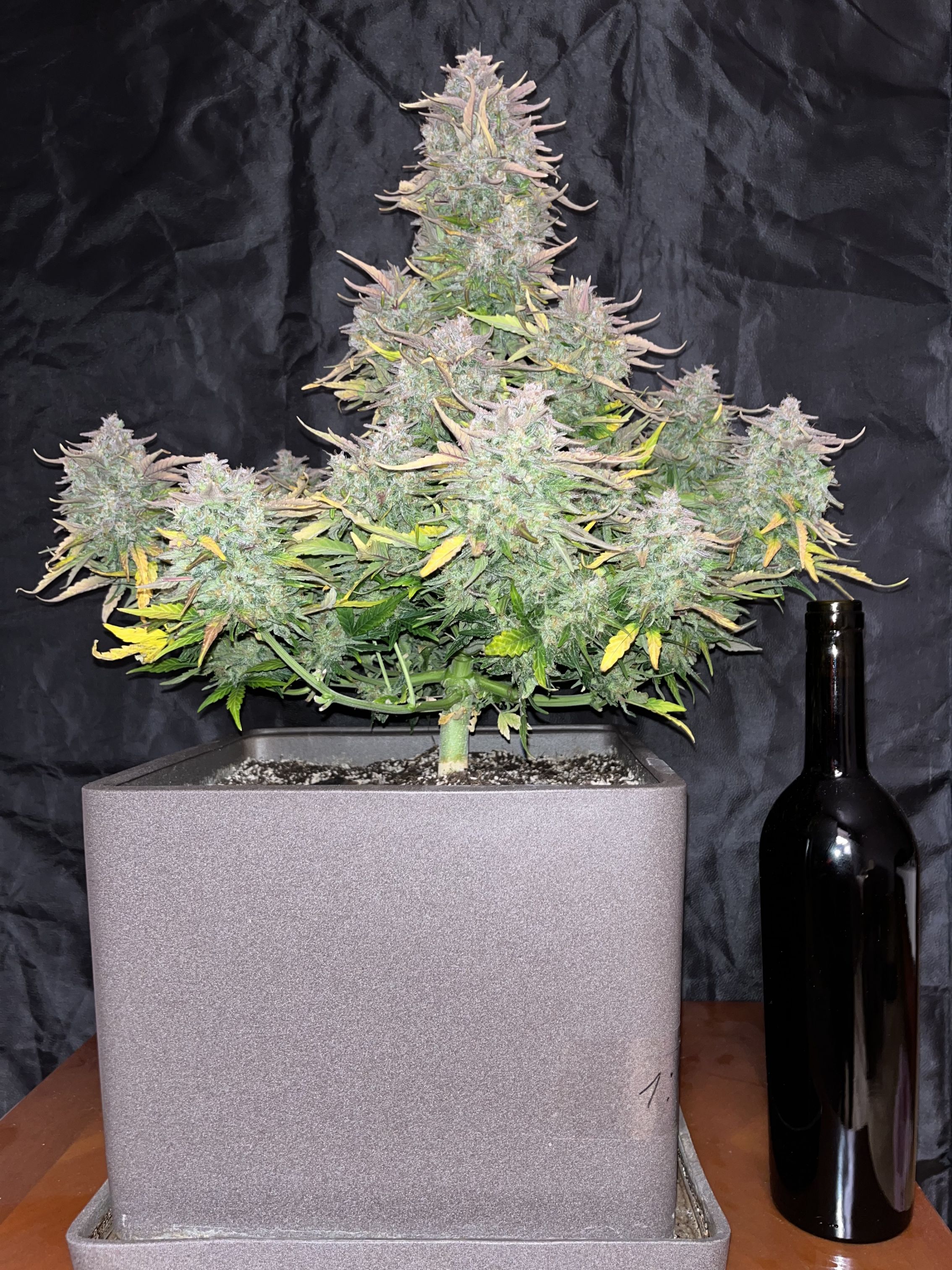 CBD 1:1 (CBD Crack) - 420GEEKS