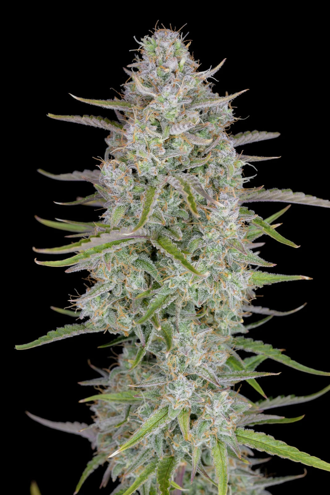 Wedding Cheesecake Auto - 420GEEKS