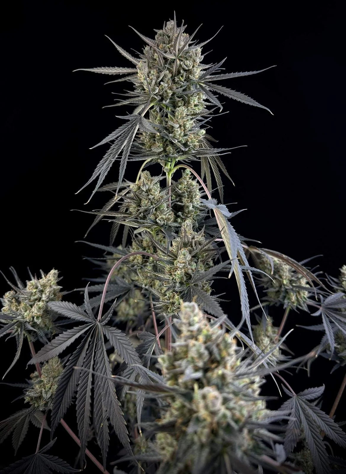 Pound Cake Auto - 420GEEKS