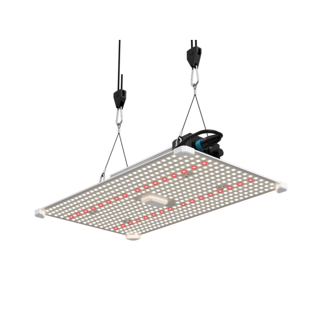 LUMii Black Blade LED - 420GEEKS