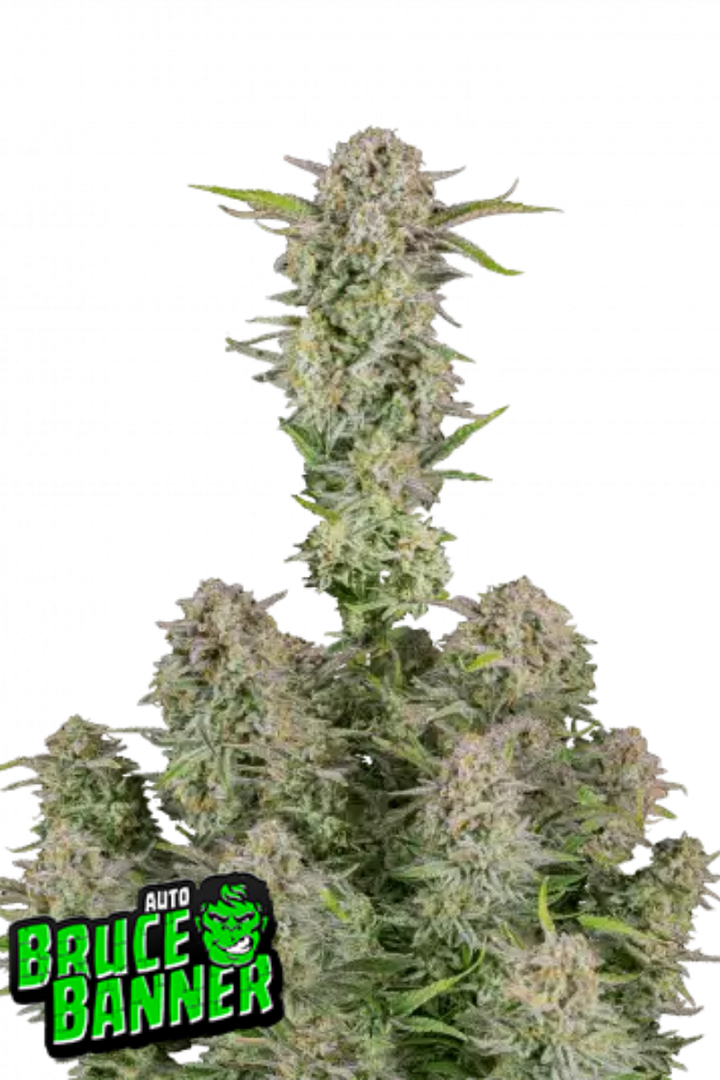 Bruce Banner Auto - 420GEEKS