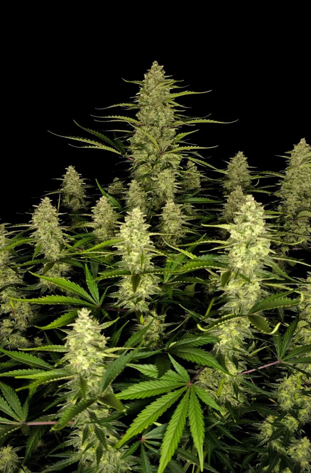 Papaya Cookies Auto - 420GEEKS