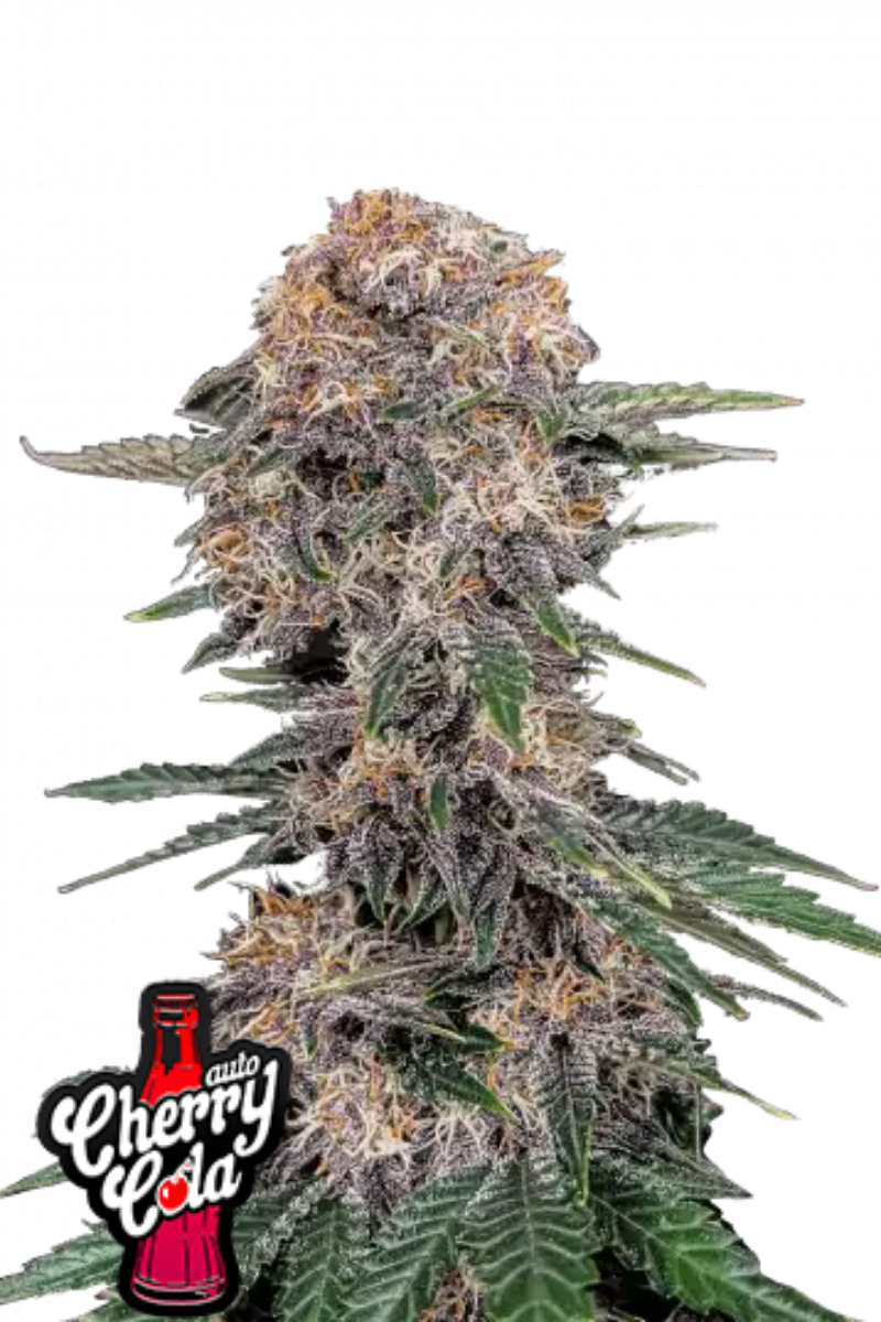 Cherry Cola Auto - 420GEEKS