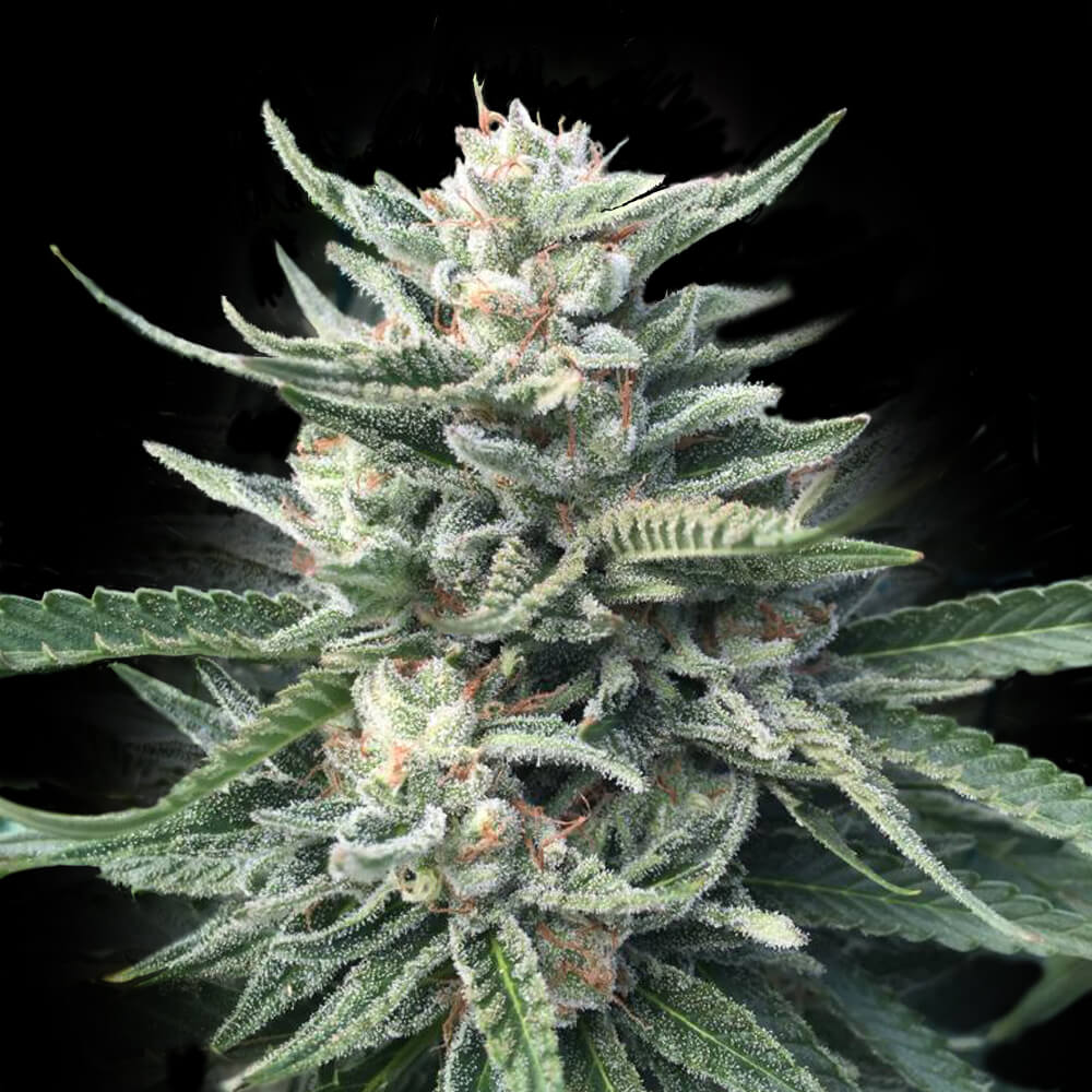 Chocolope 256 - 420GEEKS