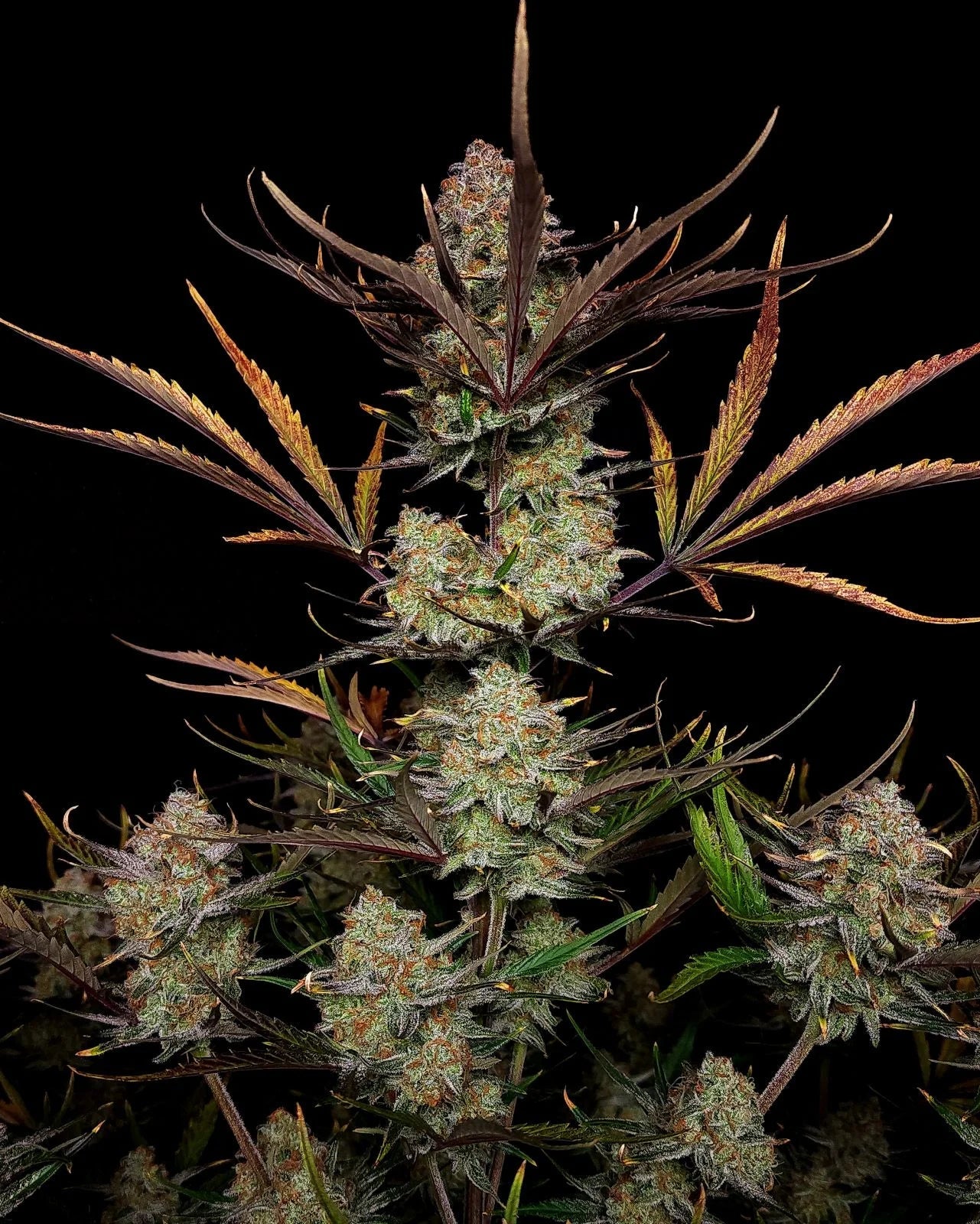 Apple Strudel Auto - 420GEEKS