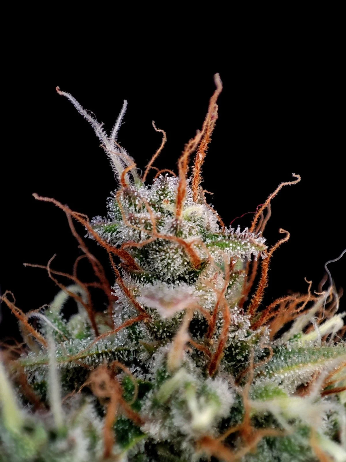 Guava Auto - 420GEEKS
