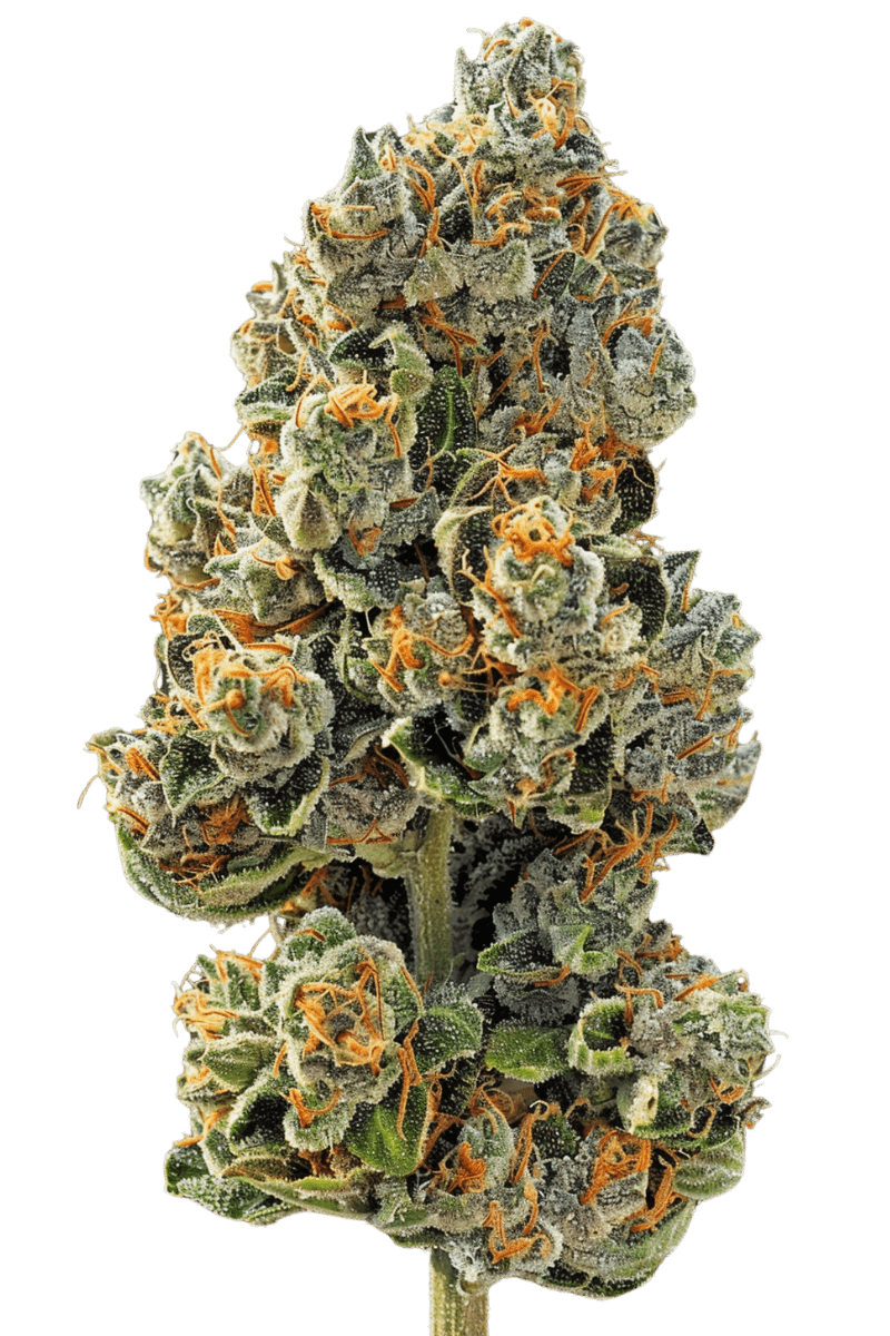 Sunset Sherbet