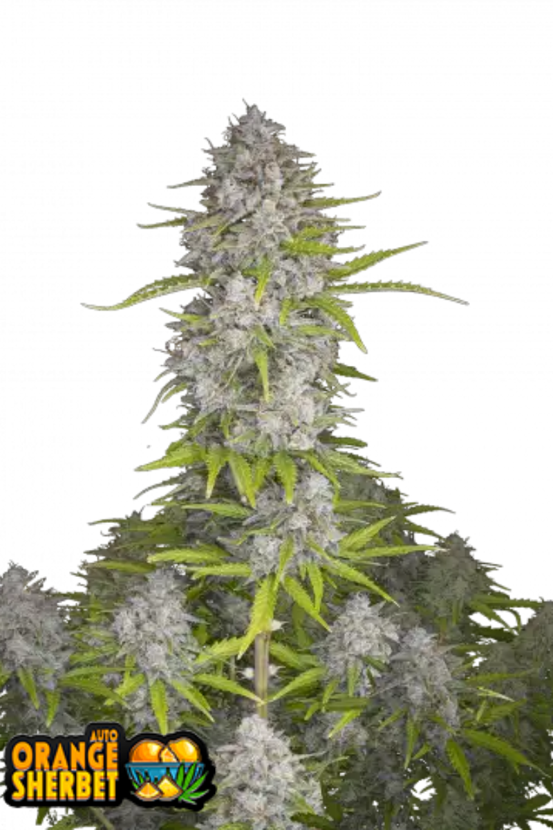 Orange Sherbet Auto - 420GEEKS