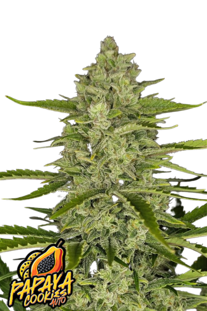 Papaya Cookies Auto - 420GEEKS