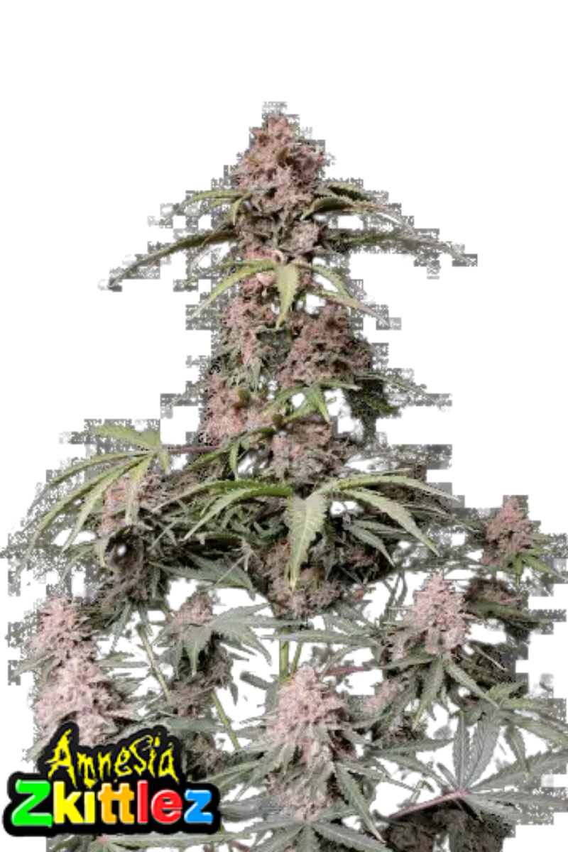 Amnesia Zkittlez Auto - 420GEEKS