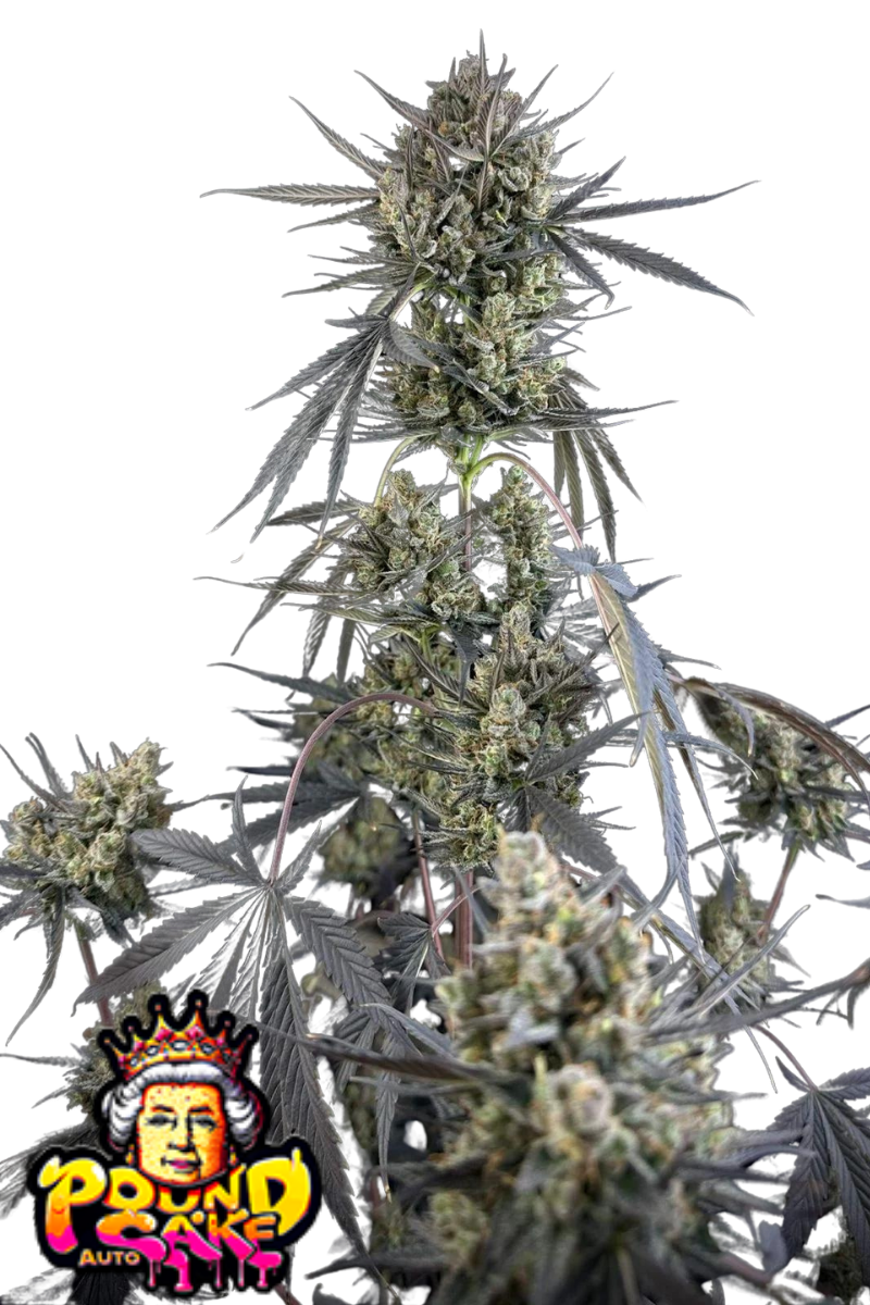 Pound Cake Auto - 420GEEKS