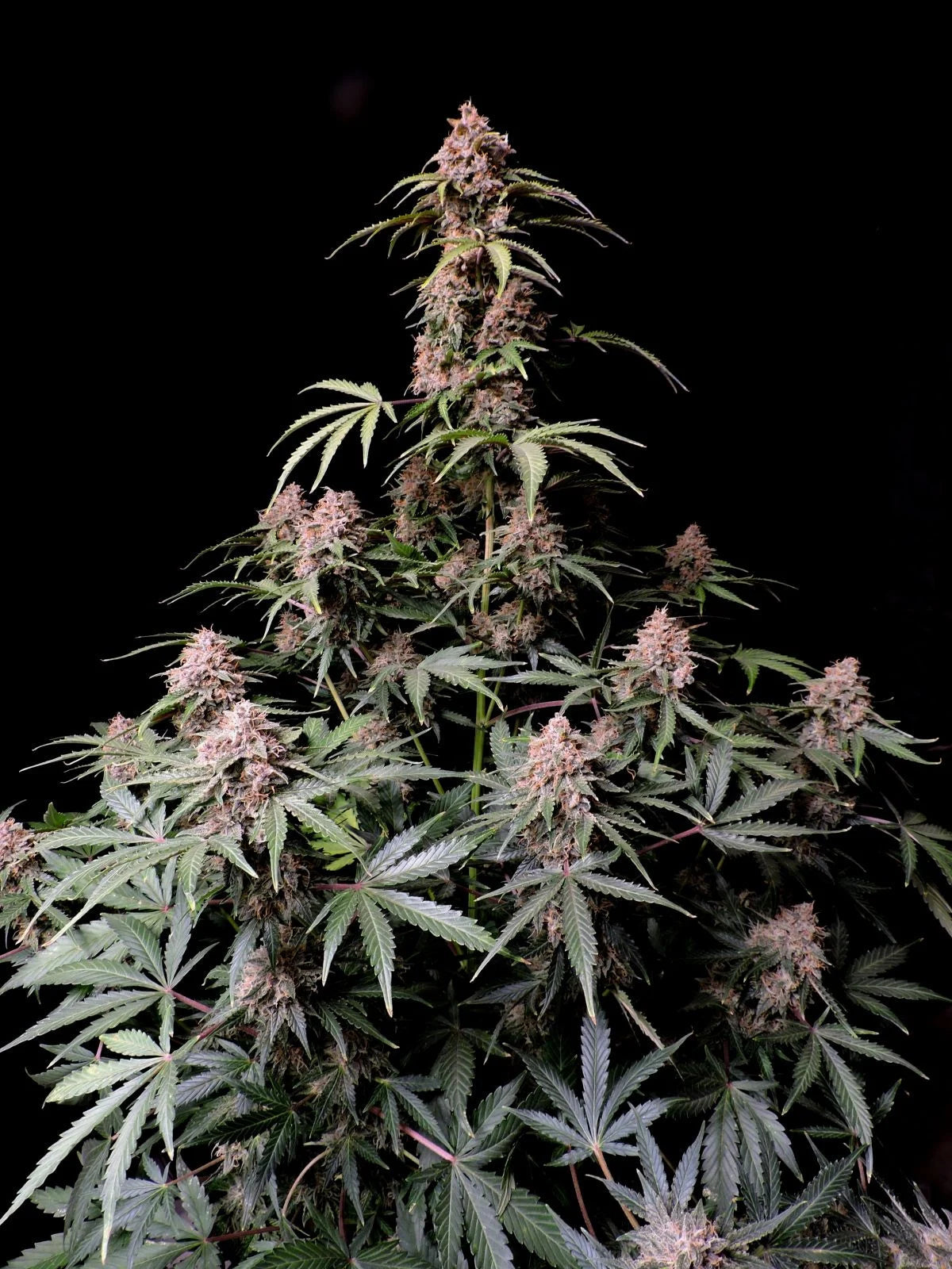 Amnesia Zkittlez Auto - 420GEEKS