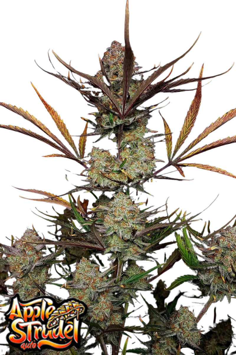 Apple Strudel Auto - 420GEEKS
