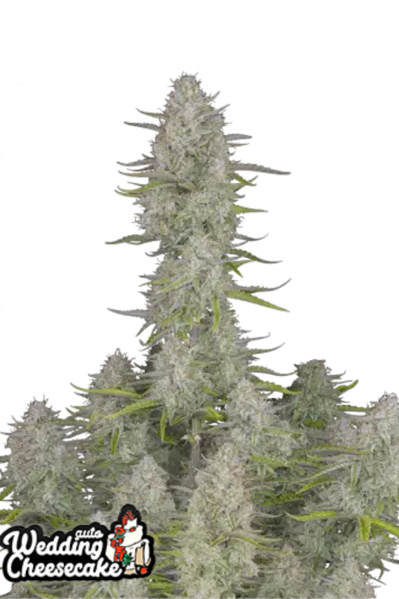 Wedding Cheesecake Auto