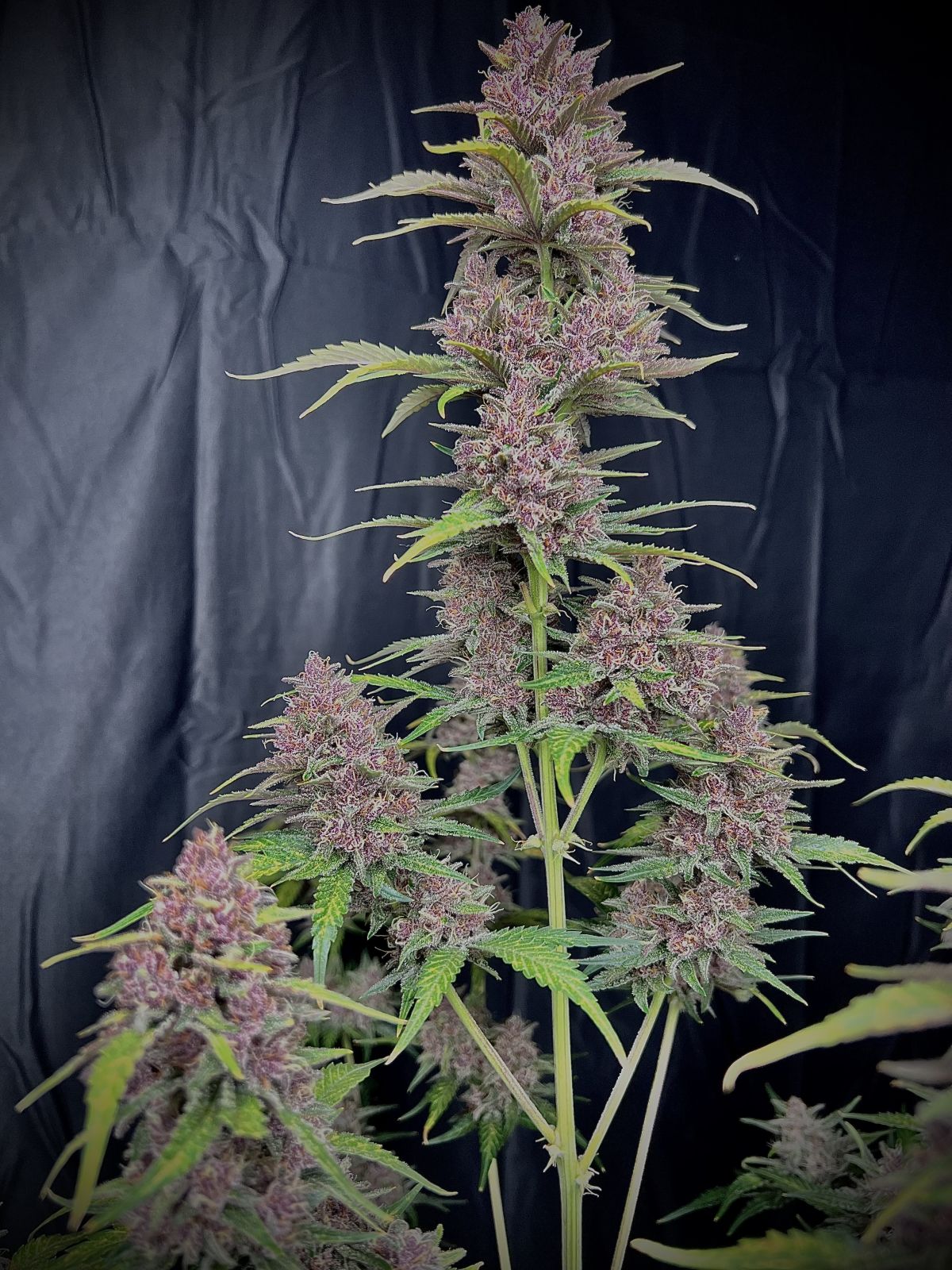 Banana Purple Punch Auto - 420GEEKS