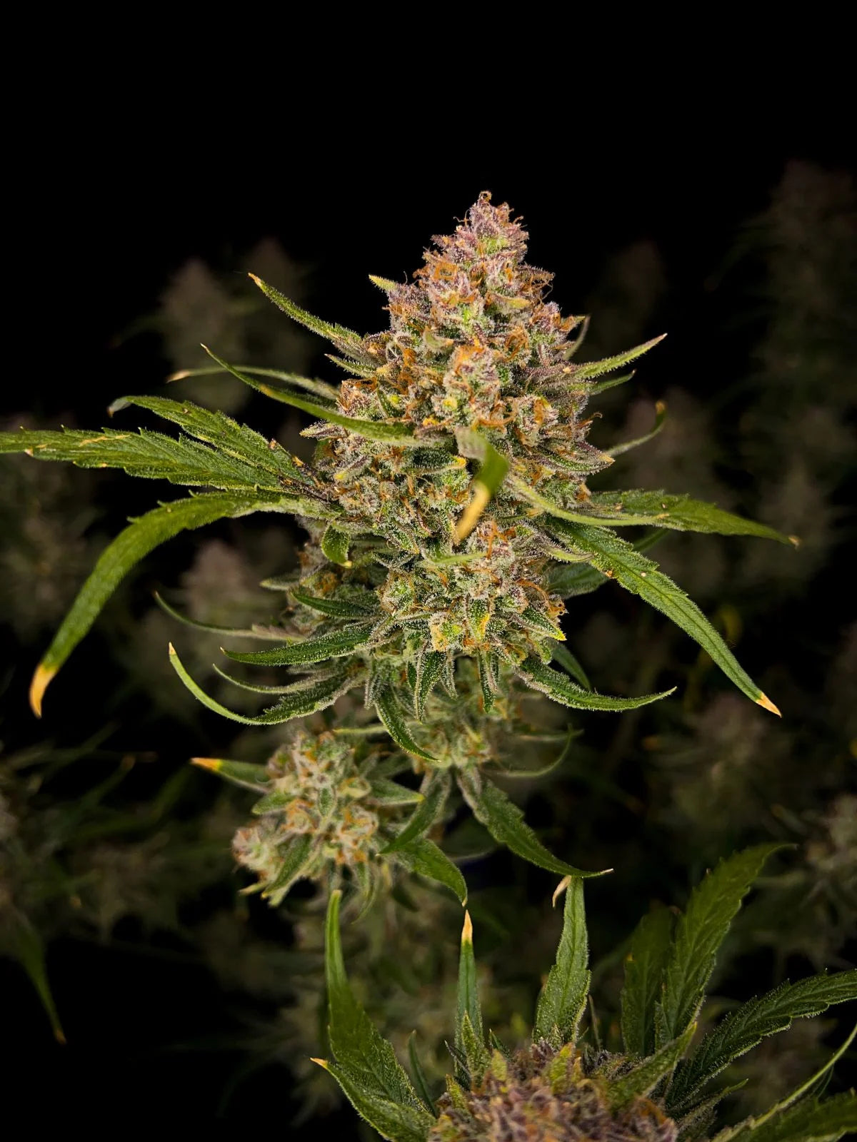 Guava Auto - 420GEEKS
