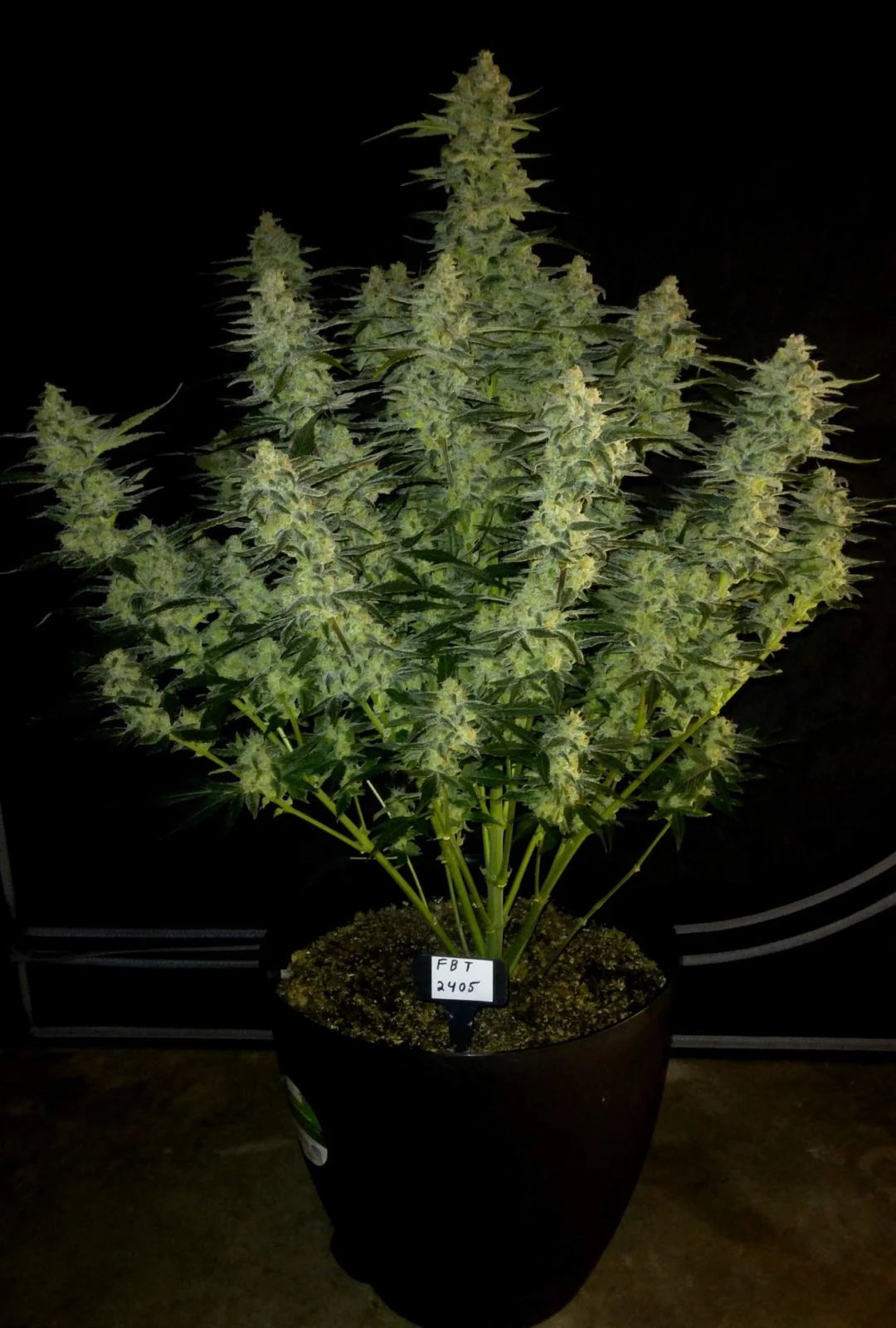 Papaya Cookies Auto - 420GEEKS
