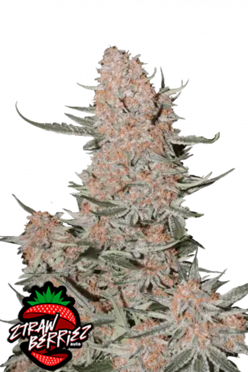 Ztrawberriez Auto - 420GEEKS