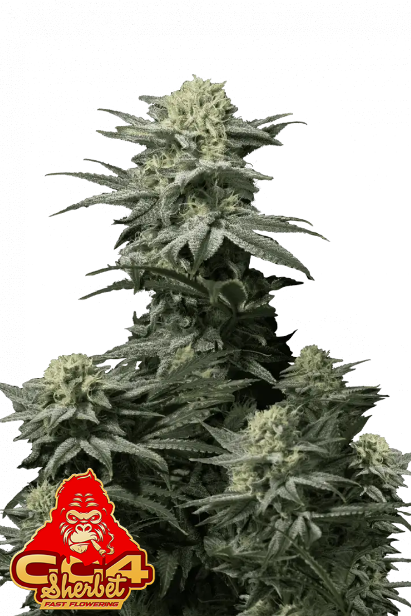 GG4 Sherbet FF - 420GEEKS