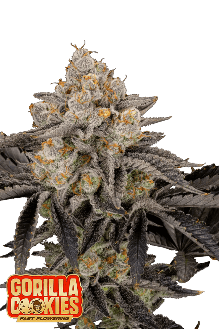 Z-Up Auto - 420GEEKS