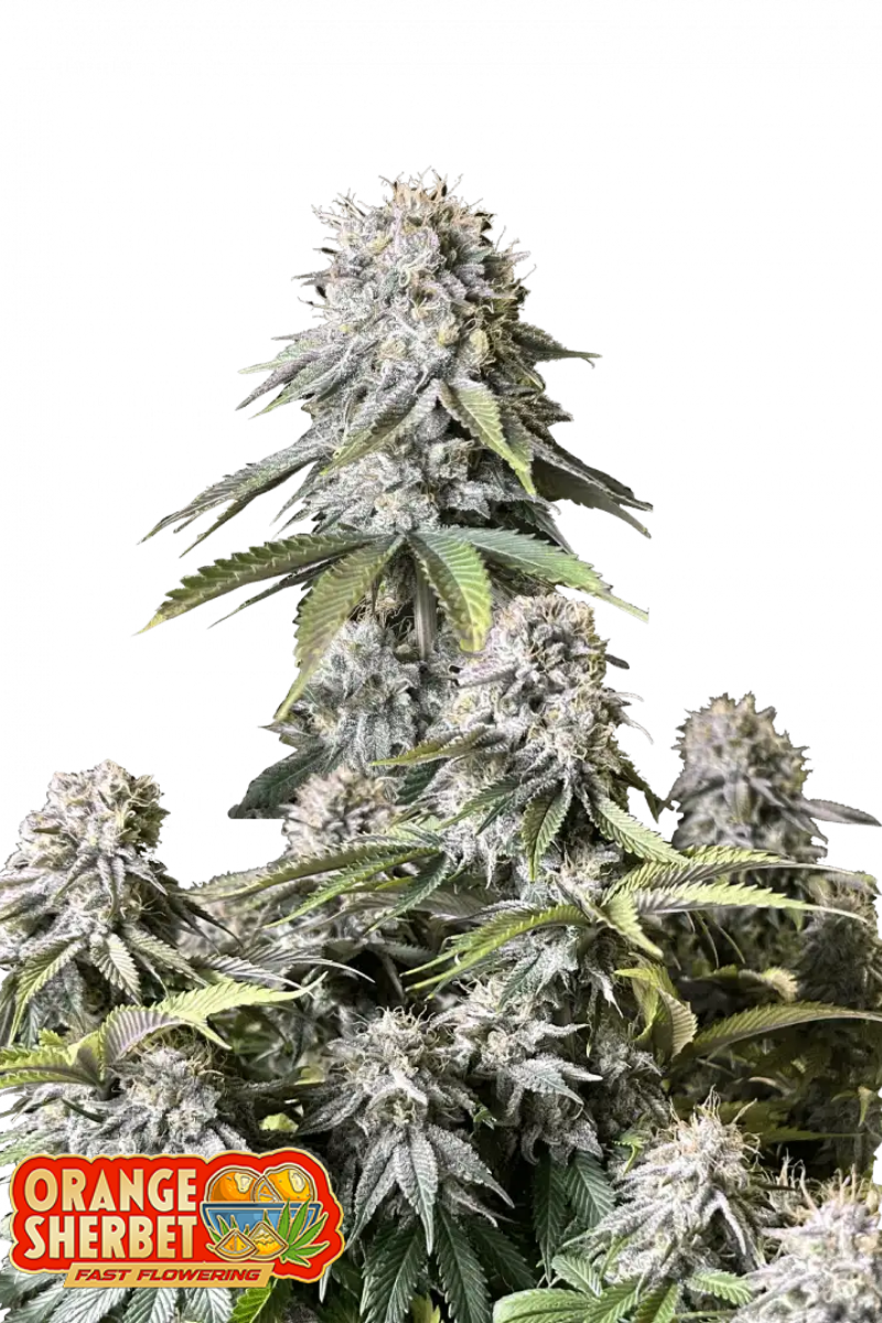 Orange Sherbet FF - 420GEEKS