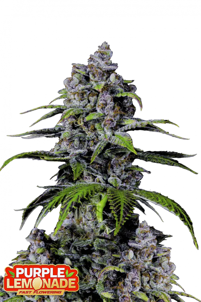 Purple Lemonade FF - 420GEEKS