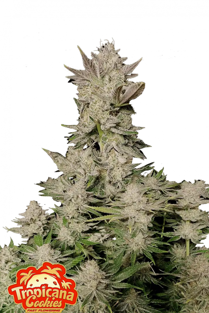 Tropicana Cookies FF - 420GEEKS