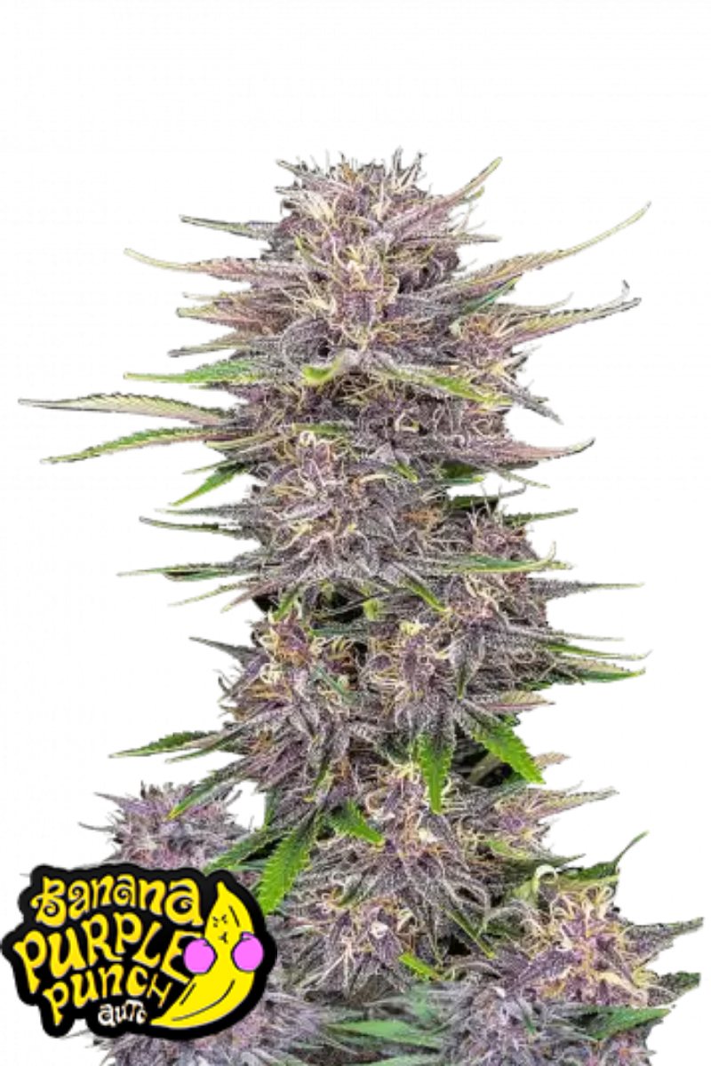 Banana Purple Punch Auto - 420GEEKS