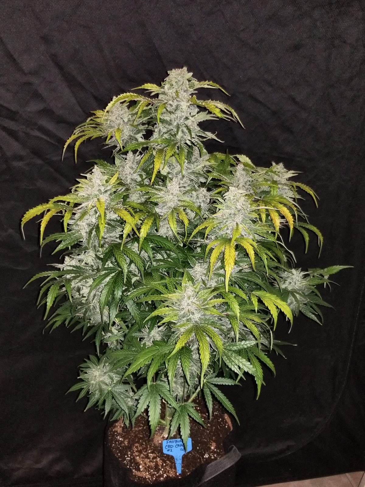 CBD 1:1 (CBD Crack) - 420GEEKS