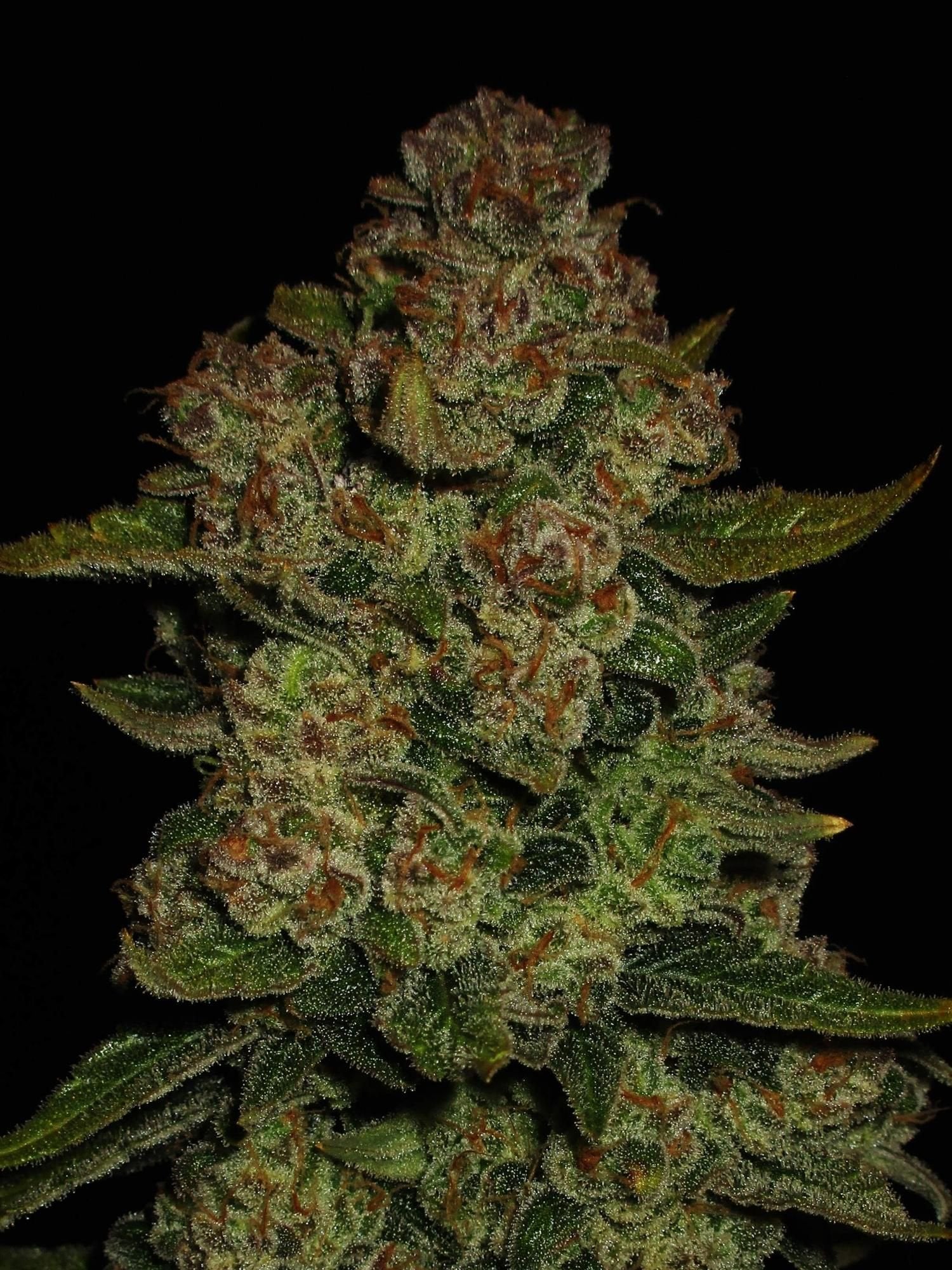 Papaya Cookies Auto - 420GEEKS