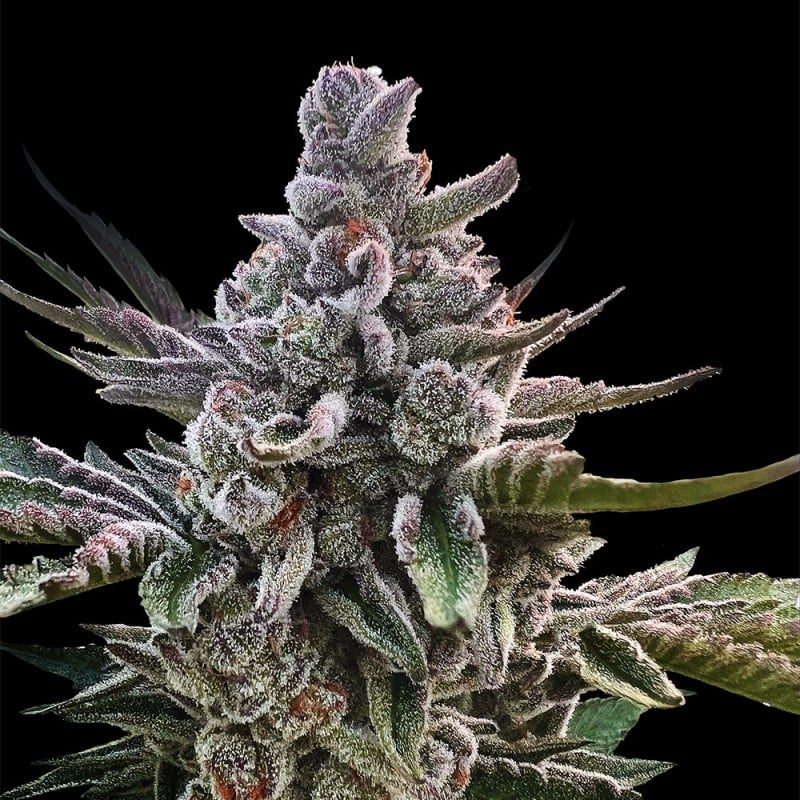 Acai Jelly - 420GEEKS