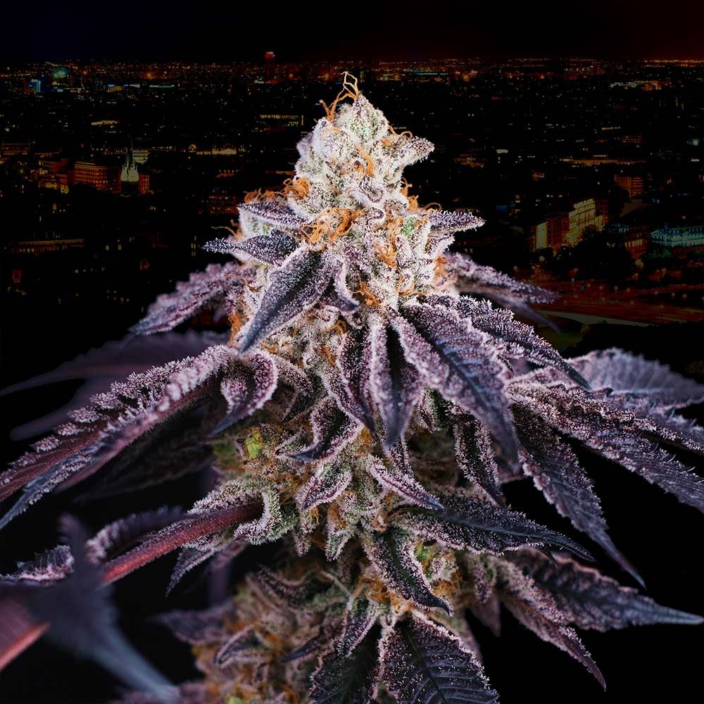 Baked in Paris + LH2P (Promo) - 420GEEKS