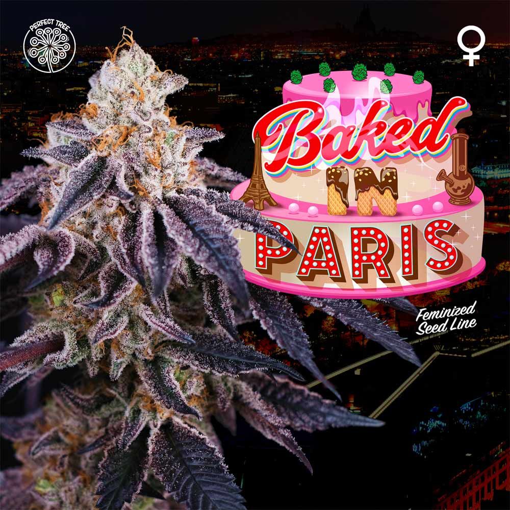 Baked in Paris + LH2P (Promo) - 420GEEKS