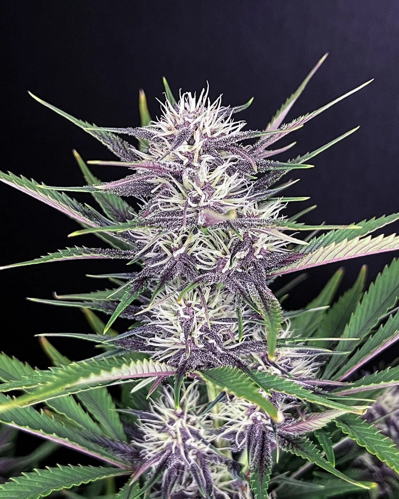 Banana Purple Punch Auto - 420GEEKS