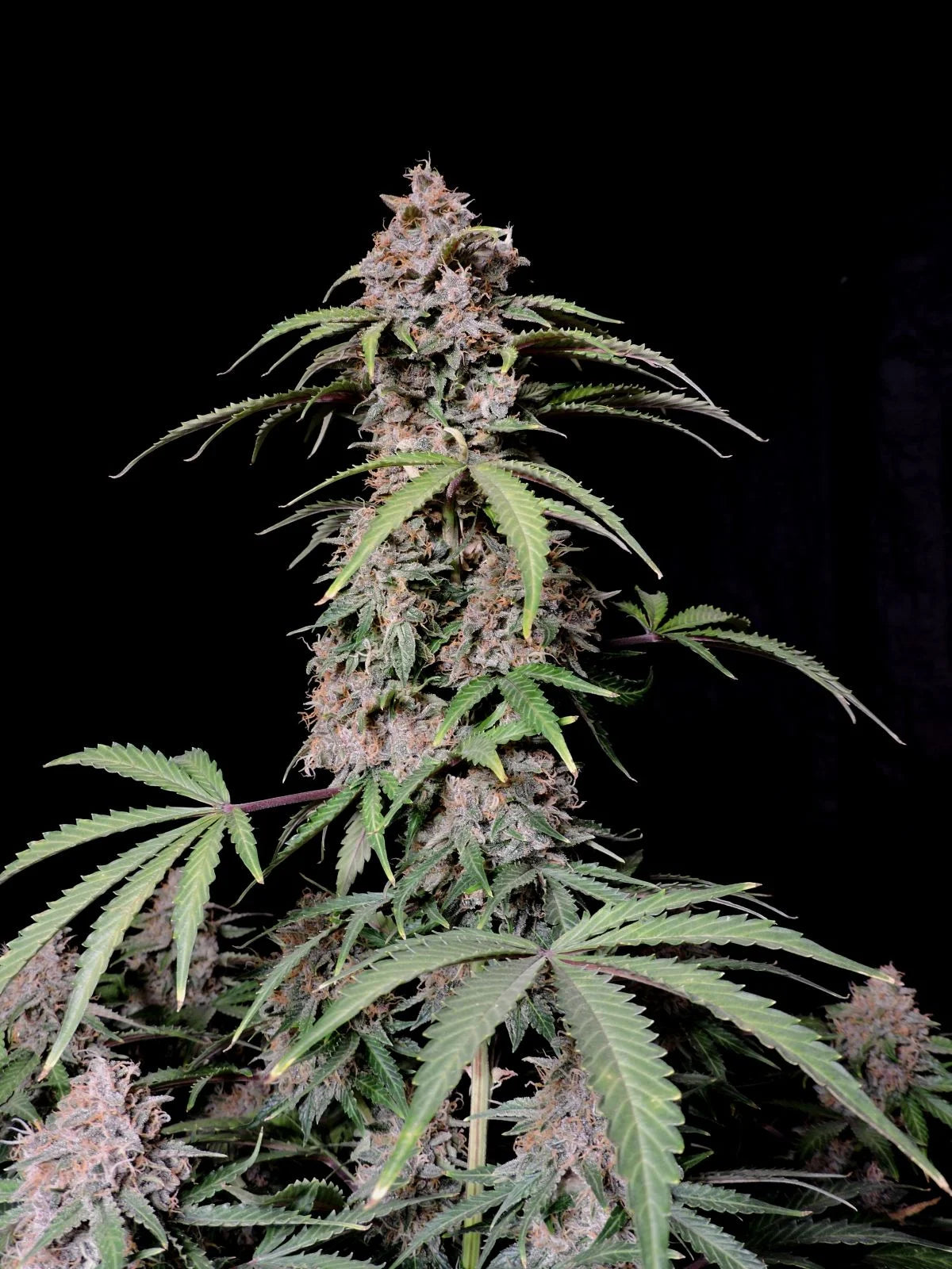 Amnesia Zkittlez Auto - 420GEEKS