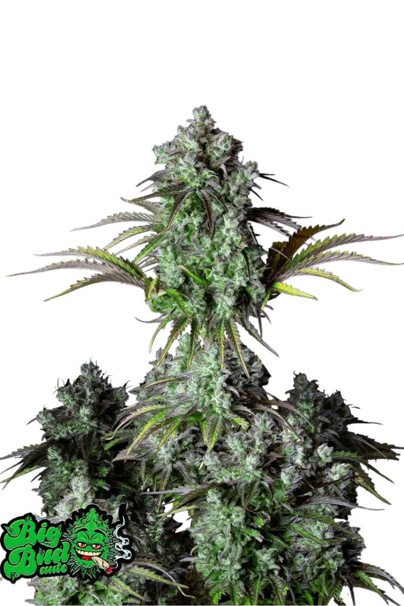 Original Big Bud Auto - 420GEEKS