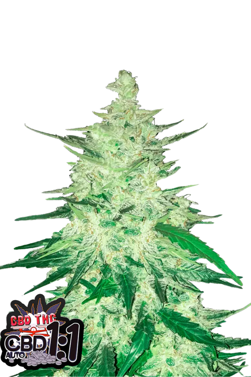 CBD 1:1 (CBD Crack) - 420GEEKS
