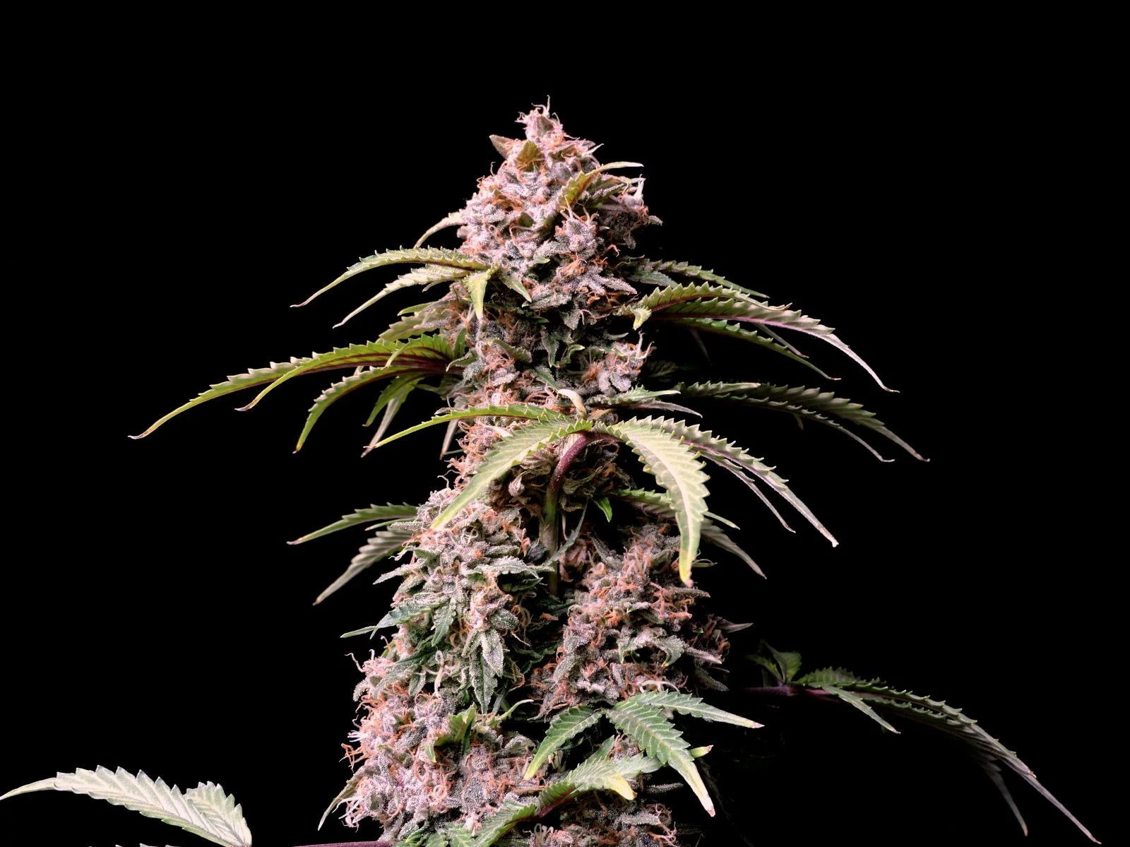 Amnesia Zkittlez Auto - 420GEEKS