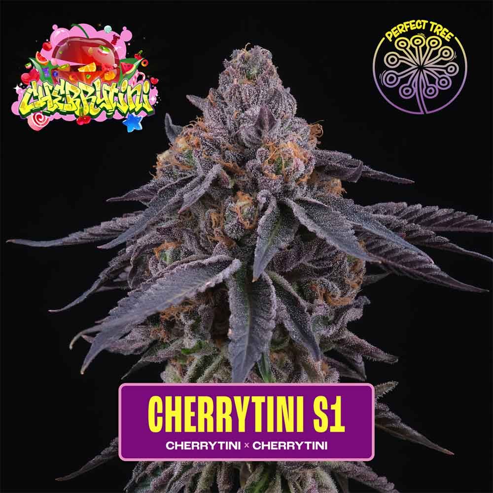 Cherrytini S1 + Frozine (Promo) - 420GEEKS