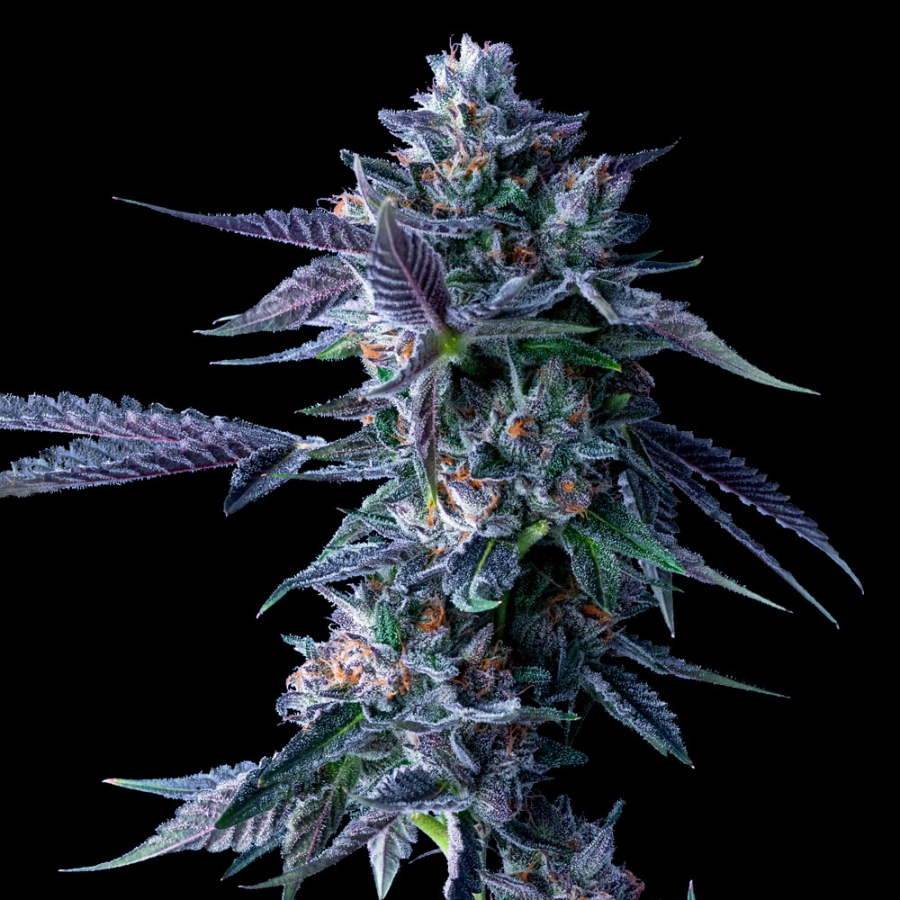 Chocolope - 420GEEKS