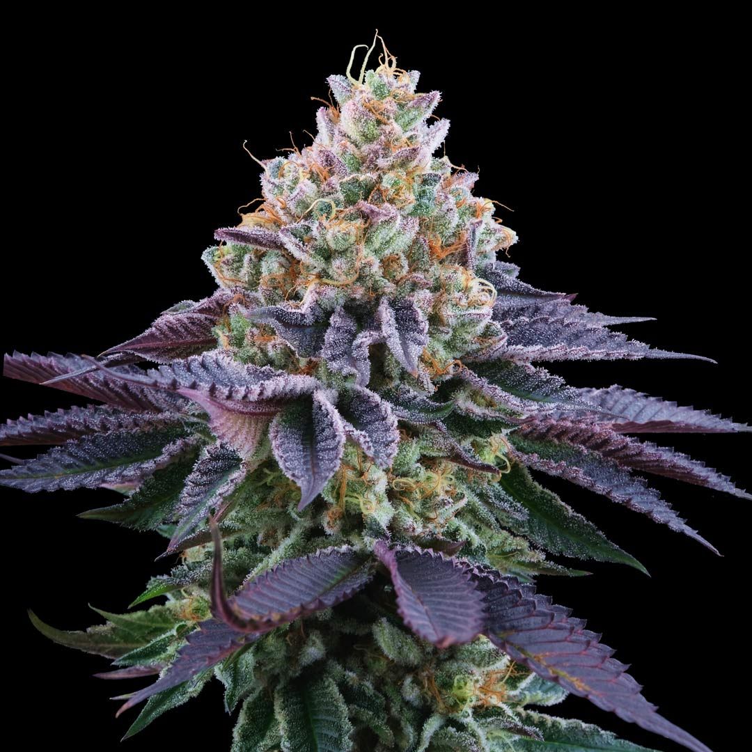 Coco Fresh + Coco Milk S1 (Promo) - 420GEEKS